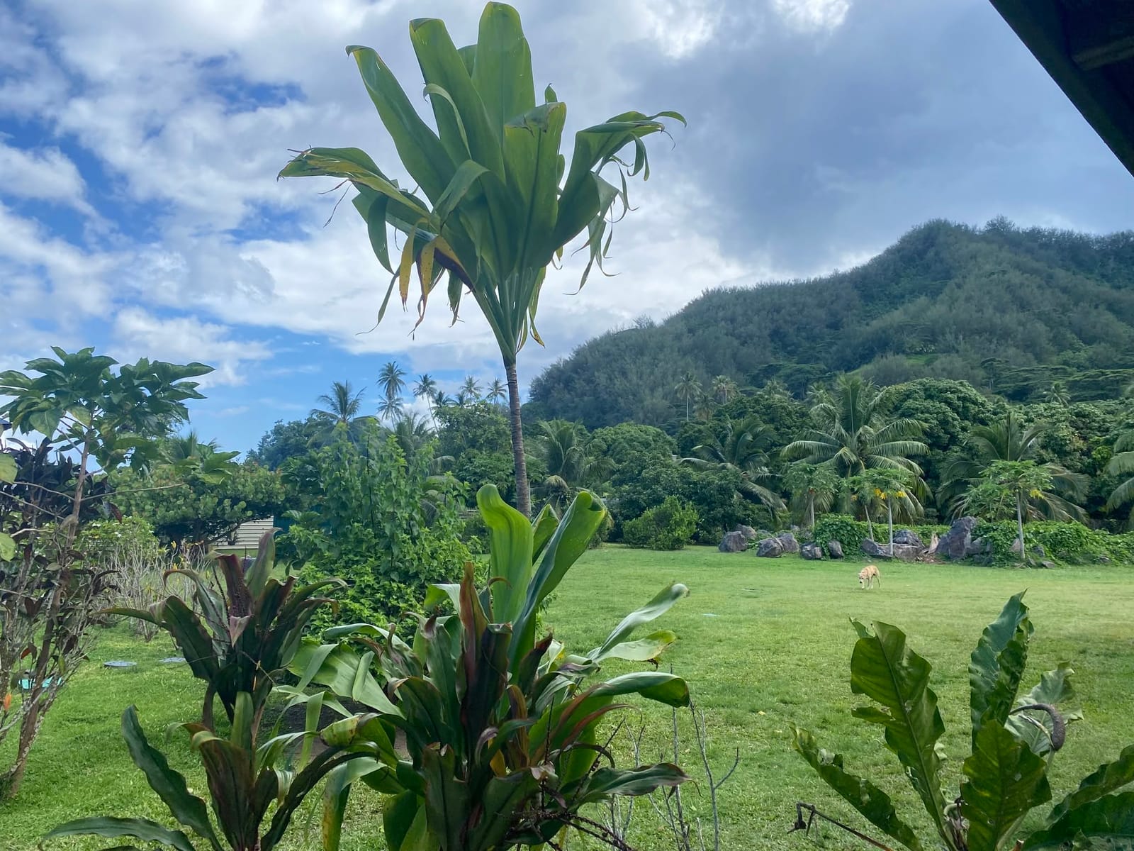 Le jardin et la montagne derrière